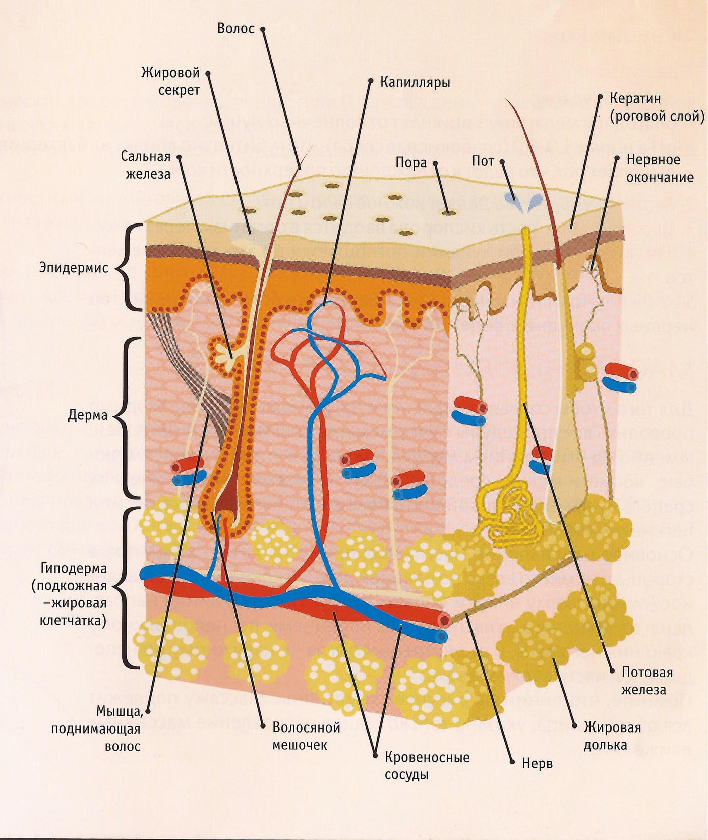Кровеносные сосуды в каком слое кожи. Слой 1) эпидермис 2) дерма 3) гиподерма. Слой кожи 1)  эпидермис 2)  дерма. Строение эпидермиса кожи человека схема. Эпидермис 2) дерма 3) гиподерма.